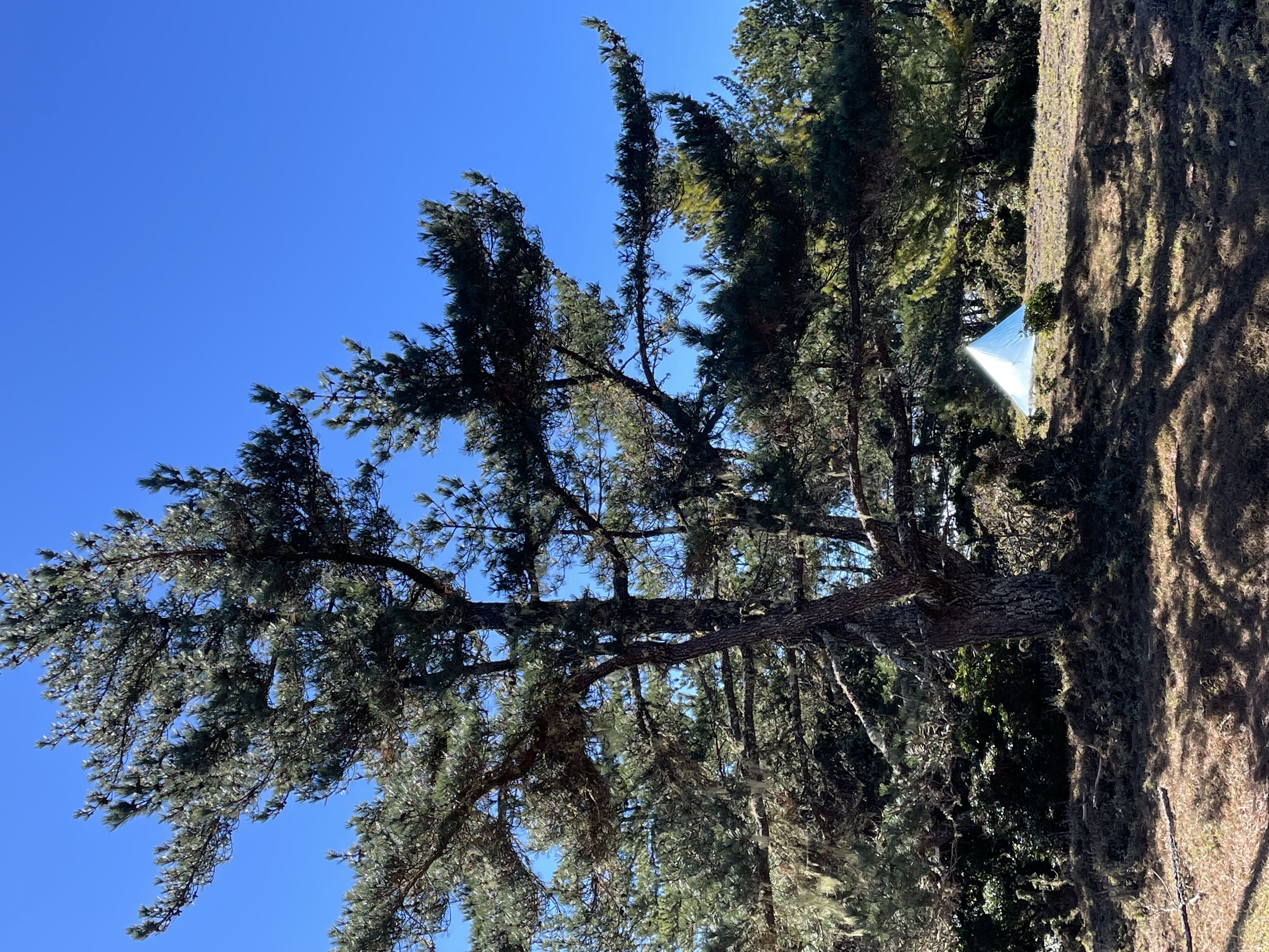 布新營地往布拉克桑山途中的松針營地