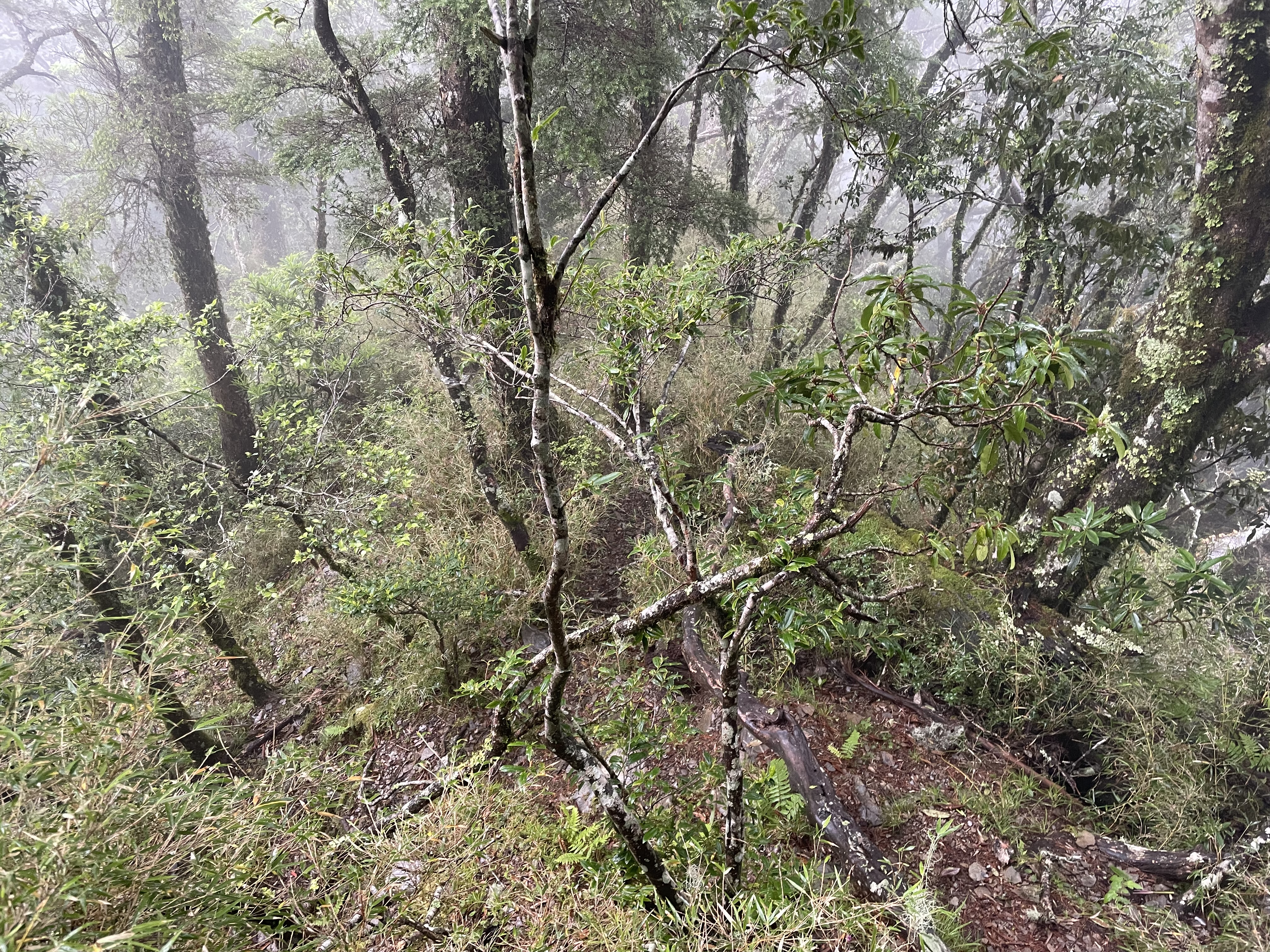 馬武霸主峰後